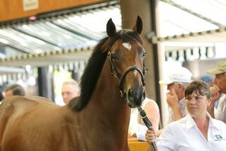 Cambridge Stud produced another gem in a Tavistock filly (Lot 159) who fetched $750,000. Photo: Trish Dunell.